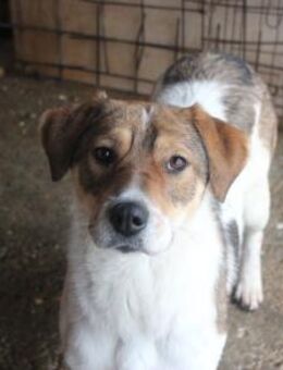 Sia sucht Menschen mit Hundeverstand - München