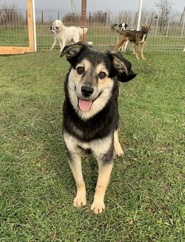 Kleiner Vince sucht neuen Wirkungskreis - Kleinostheim