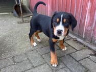 Grosse Schweizer Sennenhund Welpen - Rüthen