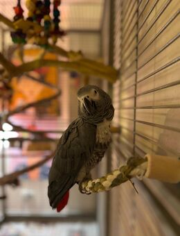 Graupapagei Hahn 23 Jahre alt - Karlsruhe