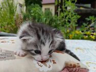 Kitten suchen ein neues Zuhause - Beelitz