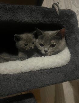 Bkh kitten ❤️ reinrassig 1 kitten noch übrig - Garbsen