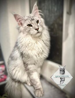 Maine Coon Deckkater high silver - Attendorn (Hansestadt)