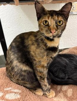 Michi; liebe Glückskatze sucht Katzenrei - Geilenkirchen