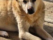 Senior BALU möchte endlich ein Zuhause - Neuberg