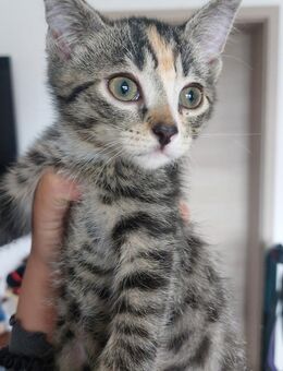 3 EKH Kitten (2x Männchen, 1x Weibchen) ab dem 02.08.2025 abzugeben - Hofgeismar