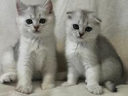 Zwei Britisch-Kurzhaar Kater - Memmingen