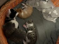 Kitten - Hückelhoven