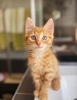 Wunderschönes Katerchen (12 Wochen alt) abzugeben - Köln
