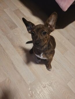 2 Zuckersüß Französische Bulldogge Mix - Straußfurt