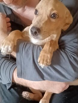 Milo, a.d.Tierschutz, sucht Happy-Home - Boxberg (Oberlausitz)