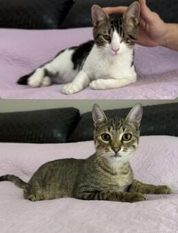 Bunny und Paris aus dem Tierschutz - Grevenbroich