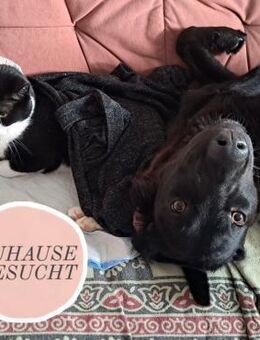 Sportliche ROSIE sucht ihr Glück ❤️ - Saarbrücken