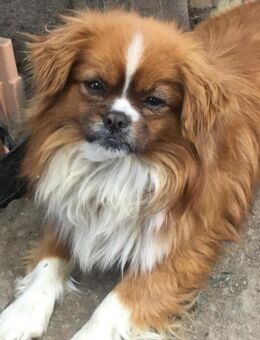 Toffee; kleiner Kämpfer auf der Suche - Geilenkirchen