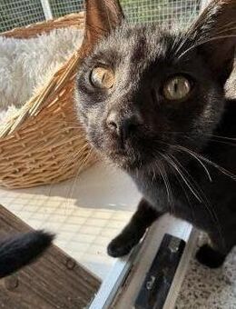 Marta & Marla suchen Spielplatz - Geisenheim