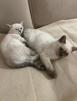 Bkh kitten 14 wochen alt baby katzen - Stuttgart