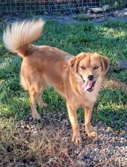 ❣️Goldjunge Gobi❣️ - Eislingen (Fils)