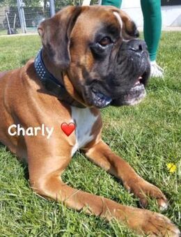 Charly - taffe Boxerleute gesucht - Bad Oeynhausen