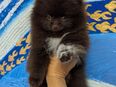 Choco Boy Zwergspitz/Pomeranian in 74906