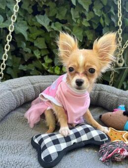 Diva- 4 Monate Langhaar Chihuahua - Kassel