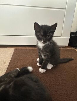 Kater kitten abzugeben - Ostercappeln