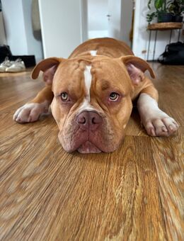 American Bully zu verkaufen - Schwartbuck
