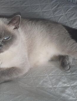 BKH Blue Point Dame - Dortmund