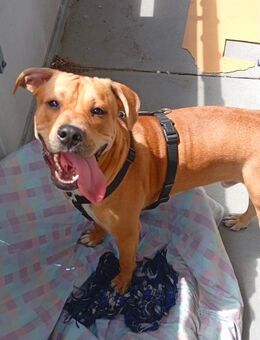 Dringend neues Zuhause gesucht: Bully-Mix-Rüde „Cooper“ (10 Monate) 🏡 - Chemnitz