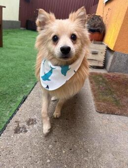 Rusty, freundlicher Kleinspitz - Remagen