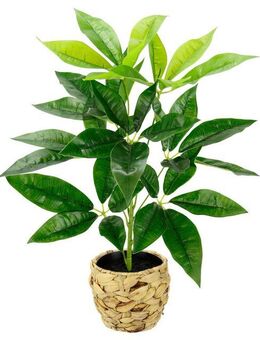 Kunstpflanze Schefflera, I.GE.A., Höhe 48 cm, Mit Übertopf Künstliche Seidenblumen