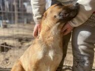 Dolly-LM, sanfte Seele sucht ihre Family - Neustadt (Rübenberge)
