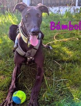 Bámbola lebensfrohe Galga 02/23 DE - Ruppertsecken