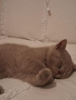 BKH-Männlich (letzte Katze) - Ahlen