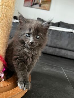 Wunderschöne Maine Coon Kitten - Helsa