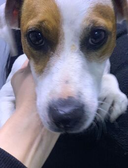 Kleiner Herzensbrecher sucht großes Glück - 2 jähriger Jack Russel - Mainz