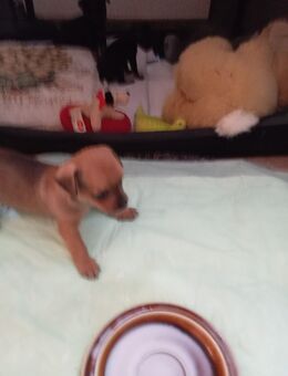 Chihuahua Rehapinscher Mix Welpen zu verkaufen - Fladungen