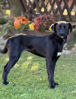 LARA, Mix, geb. 02/2025 - Heidenrod