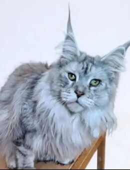 Maine Coon Dame mit Stammbaum - Schwandorf