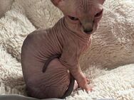 4 süße sphynx kitte - Dorsten