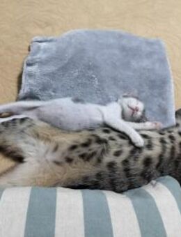 Liebes Katzenduo Dina und Elliot - Karlsruhe