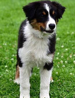 Australian Shepherd Junge - Wehretal
