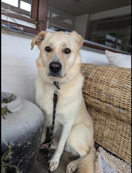 Sammy sucht erfahrenes Zuhause Wachhund - Nörvenich