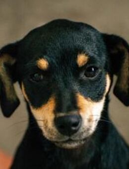 Avani kleine Schönheit sucht Zuhause🩷 - München