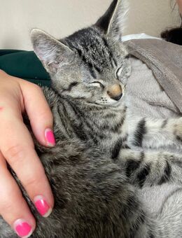 Katzen Baby - Biebertal