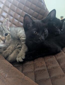 Bombay Mix Kater abzugeben - Birkenfeld (Rheinland-Pfalz)