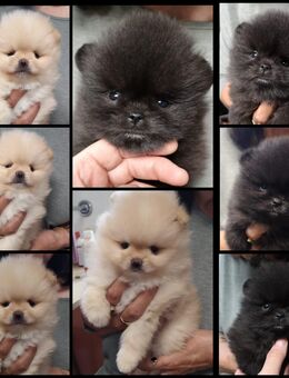 2 bezaubernden Pomeranian - Ostheim (Rhön) Zentrum