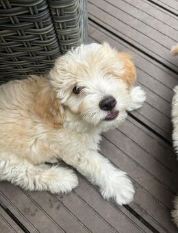 Maltipoo Welpen, geb. 2.Mai - Gommern Dannigkow
