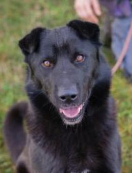 DUSTY - fröhlich, neugierig dabei sein - Overath