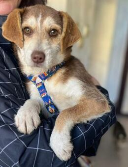 Süße Debby möchte eine Familie - Berlin