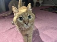 Max aus dem Tierschutz - Grevenbroich